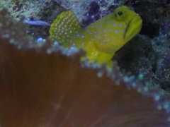Cryptocentrus-cinctus-maennchen Cryptocentrus-cinctus-maennchen