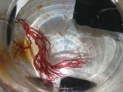 30-40 day old blood
