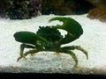 mithrax male1