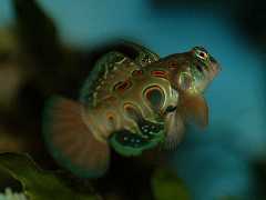 Synciropus picturatus Männchen mit verlängerter Rückenflosse