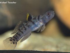 mugilogobius chulae 002