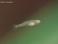 mugilogobius chulae 005