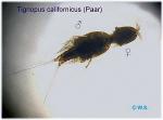 tigriopus-californicus-paar5